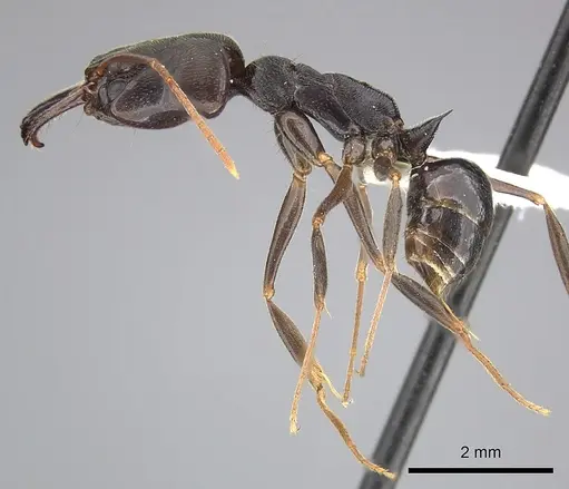 Odontomachus ruginodis - CASENT0270612