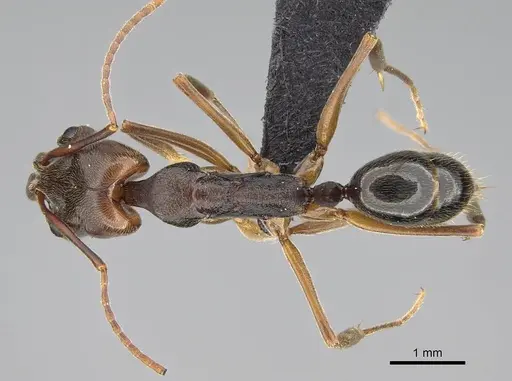 Odontomachus ruginodis - CASENT0318467