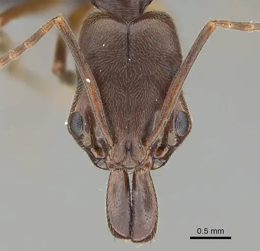 Odontomachus ruginodis - CASENT0318467