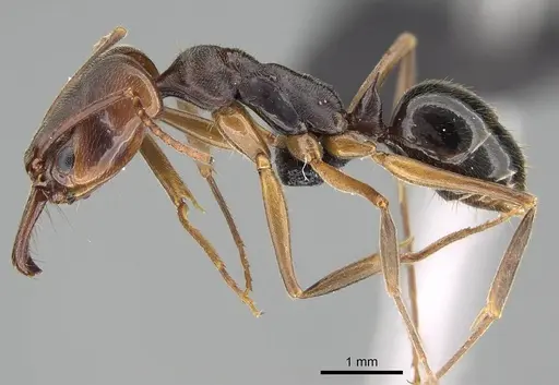 Odontomachus ruginodis - CASENT0318467