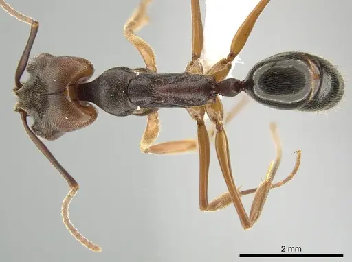 Odontomachus ruginodis - CASENT0650423