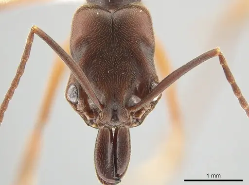 Odontomachus ruginodis - CASENT0650423