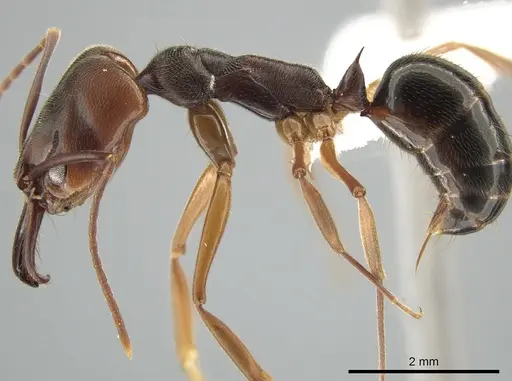 Odontomachus ruginodis - CASENT0650423