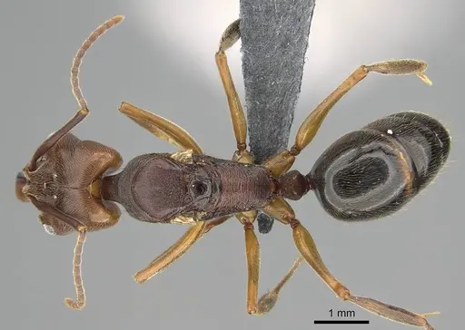 Odontomachus ruginodis - CASENT0766369