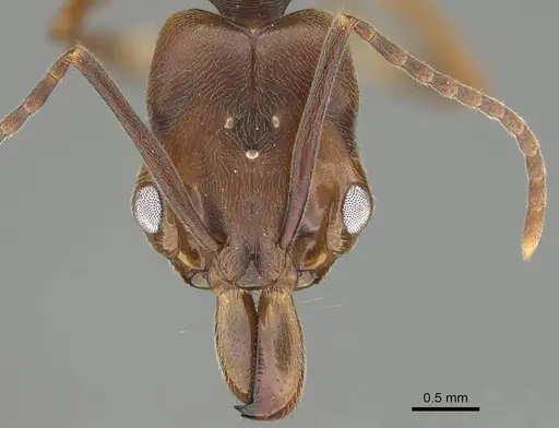 Odontomachus ruginodis - CASENT0766369