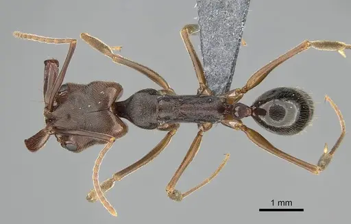 Odontomachus ruginodis - CASENT0767681