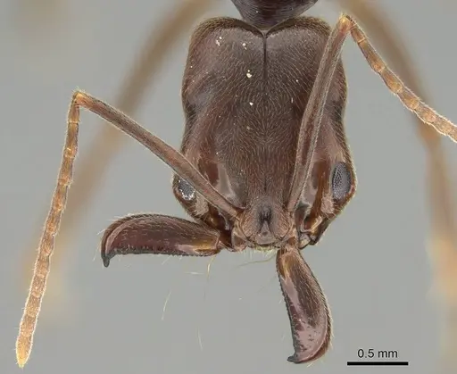 Odontomachus ruginodis - CASENT0767681