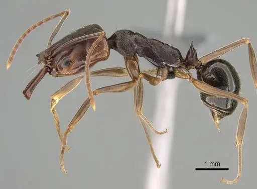 Odontomachus ruginodis - CASENT0767681