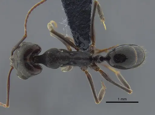 Odontomachus ruginodis - CBUMAGENT41705