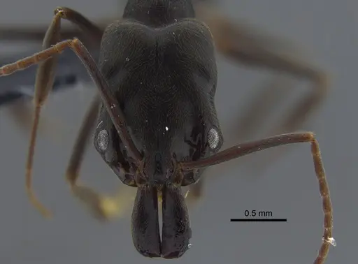 Odontomachus ruginodis - CBUMAGENT41705