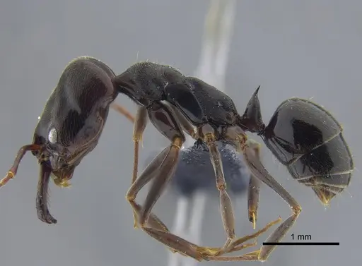 Odontomachus ruginodis - CBUMAGENT41705
