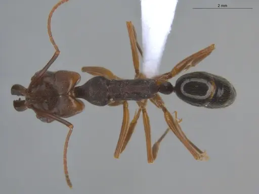 Odontomachus ruginodis - ECOFOG-BOUM-0014-01