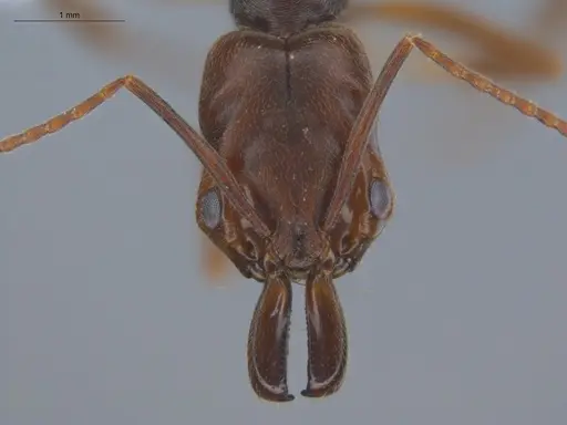 Odontomachus ruginodis - ECOFOG-BOUM-0014-01