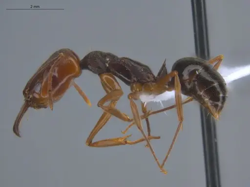 Odontomachus ruginodis - ECOFOG-BOUM-0014-01