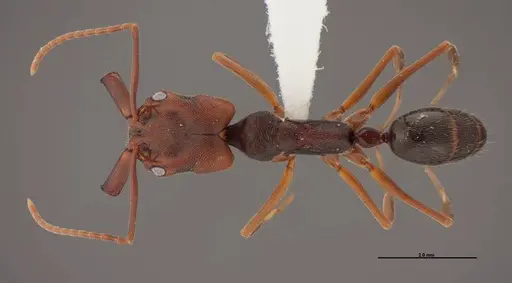 Odontomachus ruginodis - FMNHINS0000078502