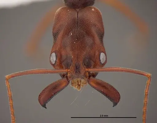 Odontomachus ruginodis - FMNHINS0000078502