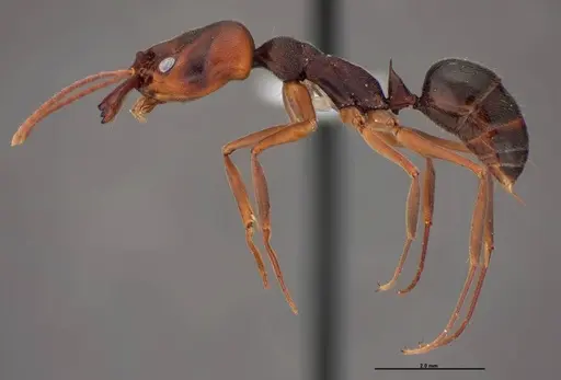 Odontomachus ruginodis - FMNHINS0000078502