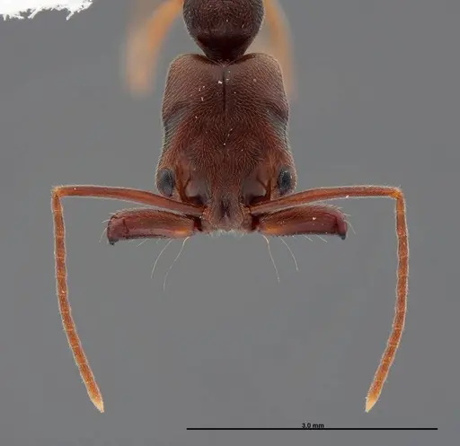 Odontomachus ruginodis - FMNHINS0000088684