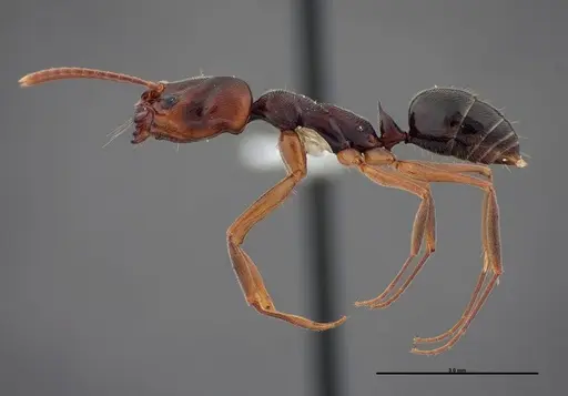 Odontomachus ruginodis - FMNHINS0000088684