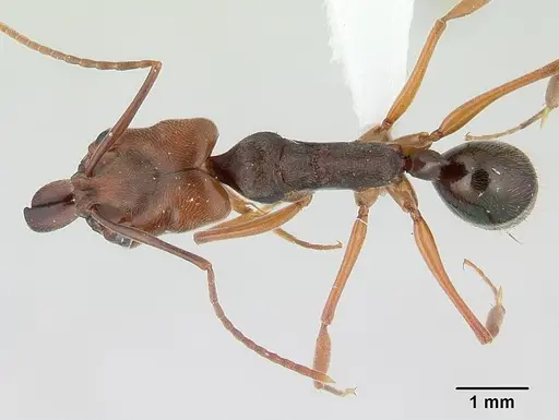 Odontomachus ruginodis - ICCDRS0013038