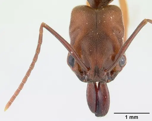 Odontomachus ruginodis - ICCDRS0013038