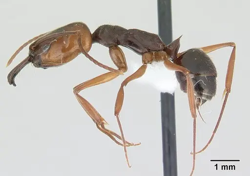 Odontomachus ruginodis - ICCDRS0013038