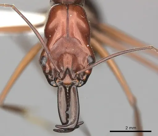 Odontomachus saevissimus specimen
