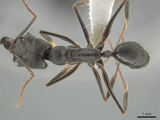 Odontomachus scalptus specimen