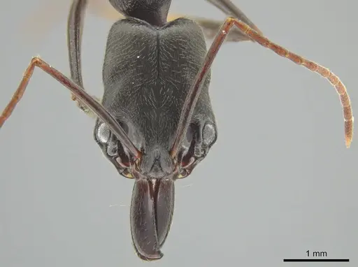 Odontomachus scalptus specimen