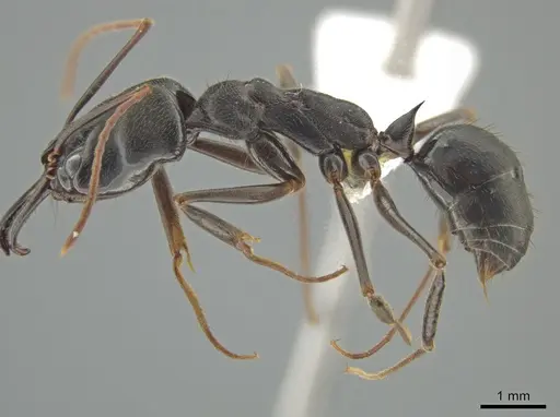 Odontomachus scalptus specimen