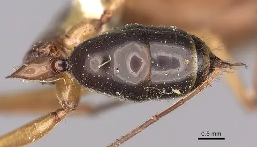 Odontomachus schoedli specimen
