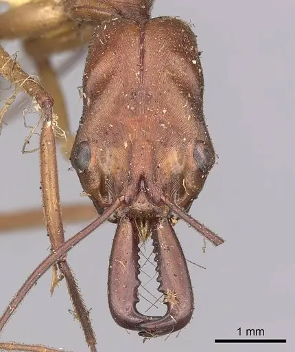 Odontomachus schoedli specimen