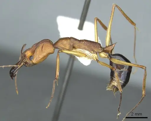 Odontomachus schoedli - CASENT0915898