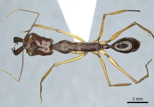 Odontomachus scifictus specimen