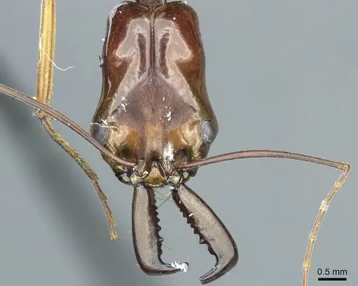 Odontomachus scifictus specimen