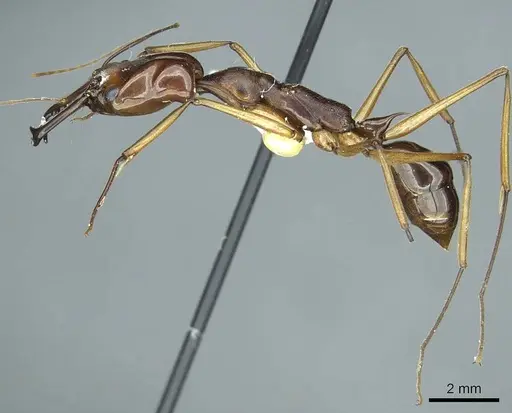 Odontomachus scifictus specimen