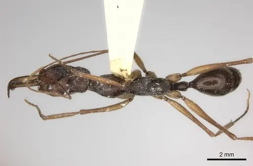 Odontomachus silvestrii specimen