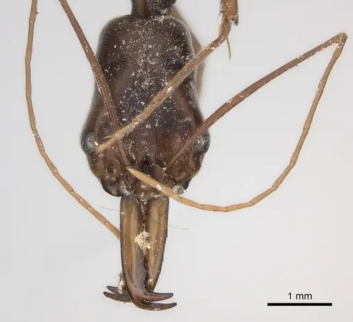 Odontomachus silvestrii specimen