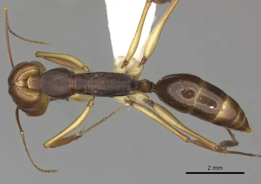 Odontomachus silvestrii - CASENT0270627