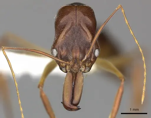 Odontomachus silvestrii - CASENT0270627