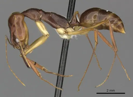 Odontomachus silvestrii - CASENT0270627