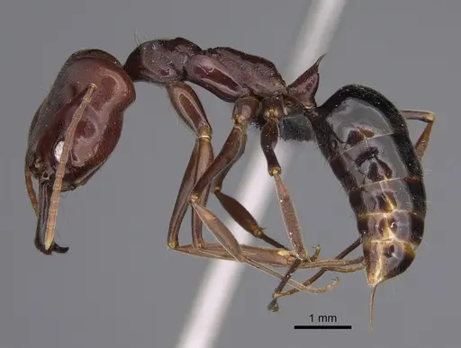 Odontomachus simillimus specimen