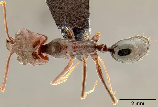 Odontomachus simillimus - CASENT0171124