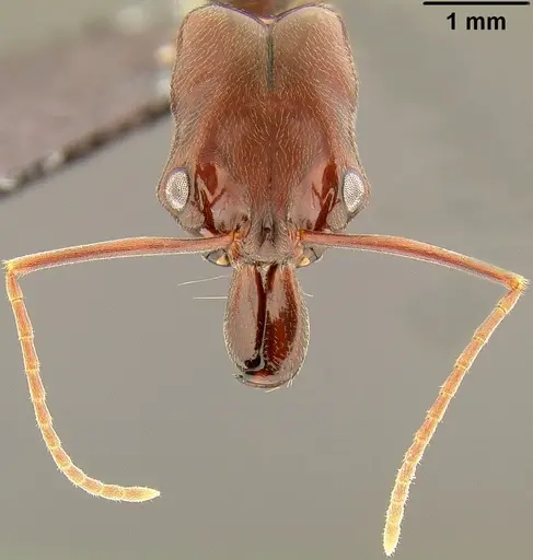 Odontomachus simillimus - CASENT0171124