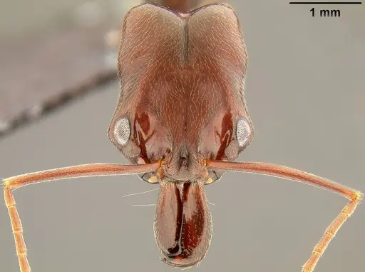 Odontomachus simillimus - CASENT0171124