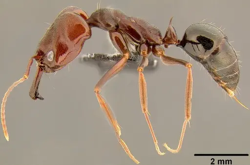 Odontomachus simillimus - CASENT0171124