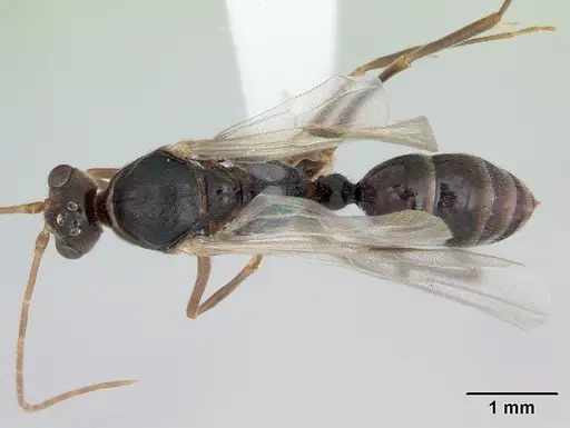 Odontomachus simillimus - CASENT0172666