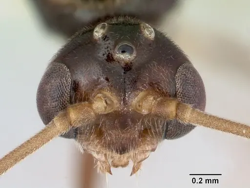 Odontomachus simillimus - CASENT0172666