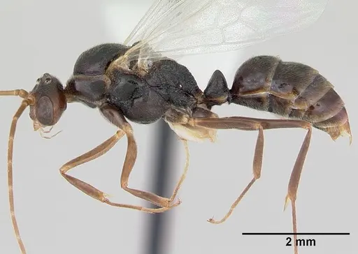Odontomachus simillimus - CASENT0172666