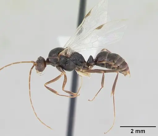 Odontomachus simillimus - CASENT0172666